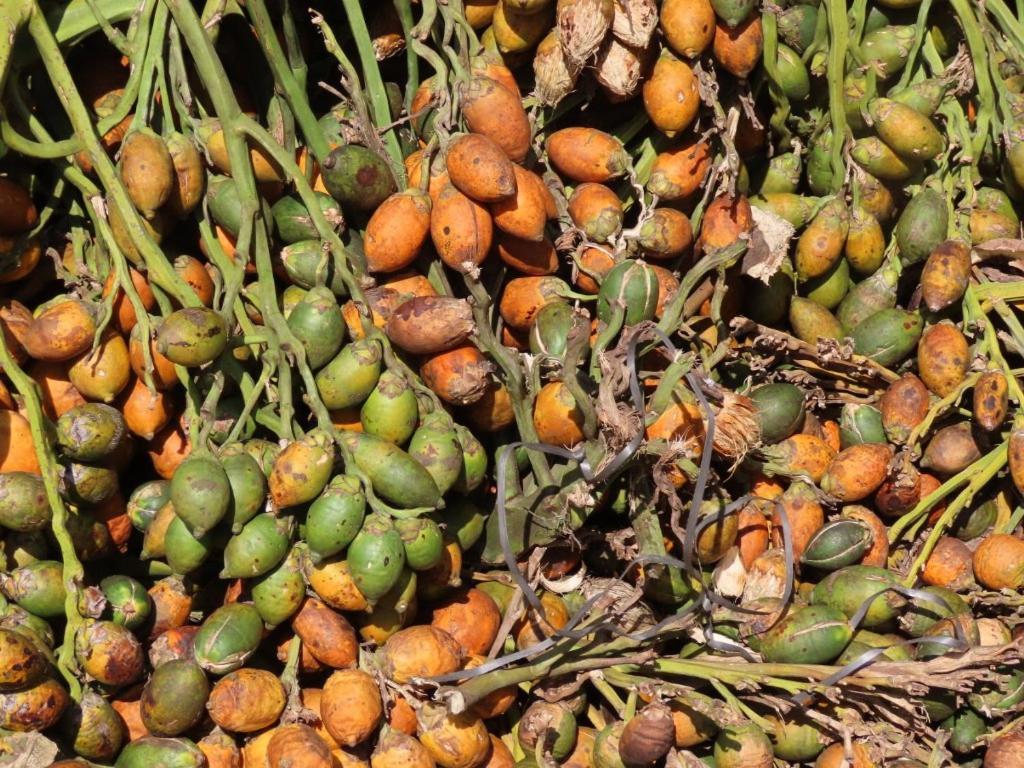 Spice Garden Farm House سلطان بتيري المظهر الخارجي الصورة