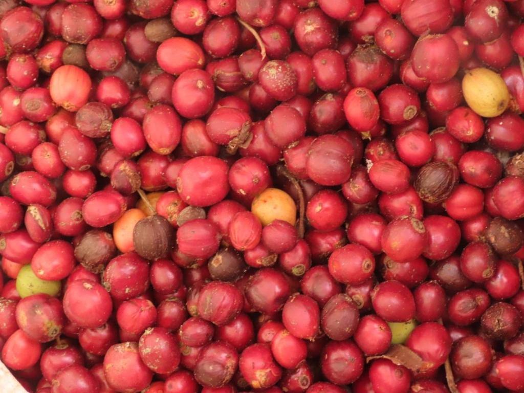 Spice Garden Farm House سلطان بتيري المظهر الخارجي الصورة
