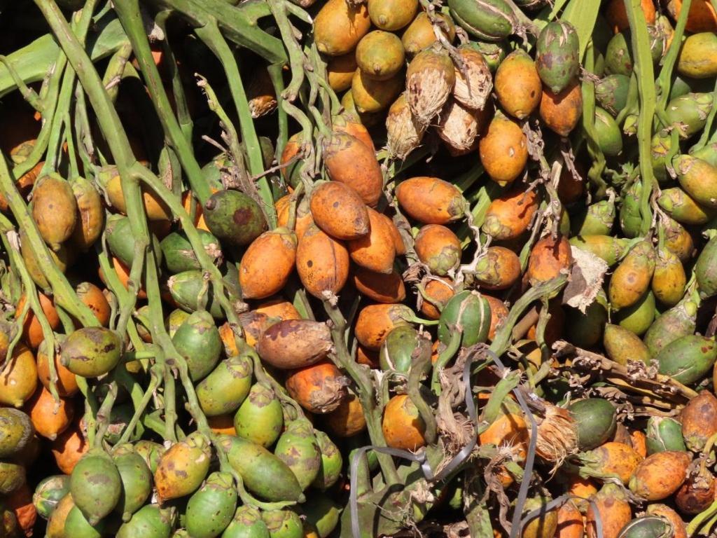 Spice Garden Farm House سلطان بتيري المظهر الخارجي الصورة