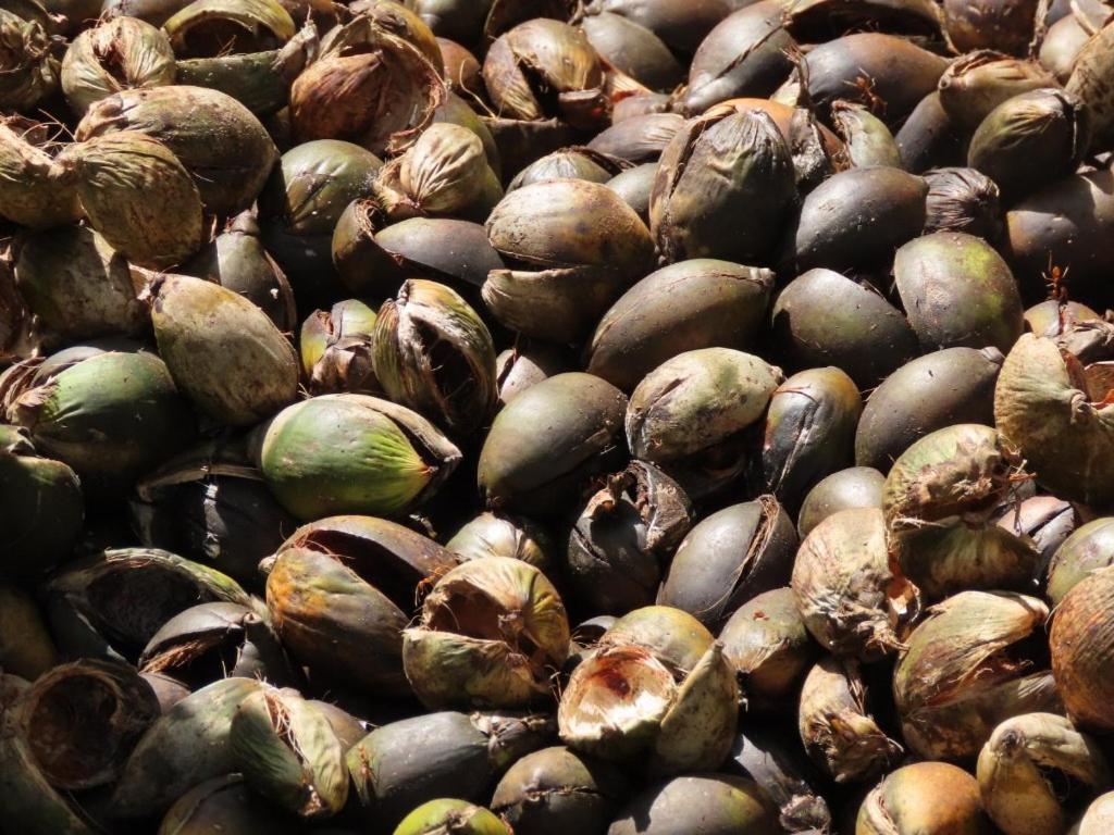 Spice Garden Farm House سلطان بتيري المظهر الخارجي الصورة